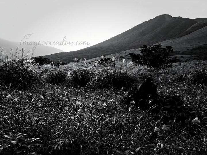 A weathered stump stands in a meadow filled with purple flowers and tall grass. The background features distant mountains and a soft sky during daylight. Presen
