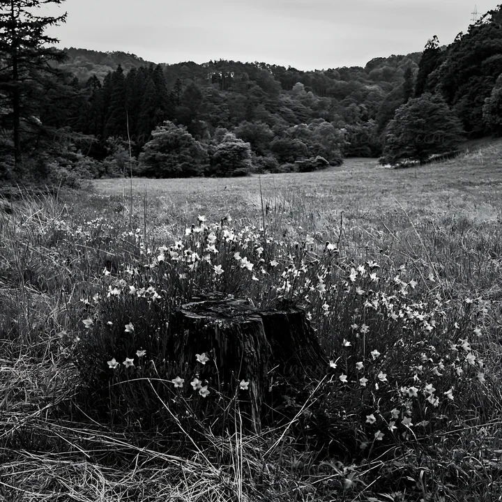 A weathered stump is surrounded by purple flowers in a lush meadow. The area is green and hilly, typical of Fukushima's natural landscape. Presented as a premiu