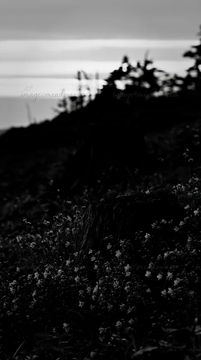 A weathered stump stands on a Fukushima meadow site surrounded by various flowers. The scene captures a blend of nature and decay, highlighting the landscape's