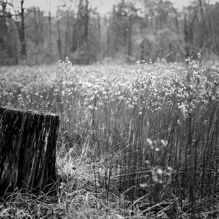 A weathered stump stands in a Fukushima native meadow. Tall grasses surround the stump, creating a natural setting with hints of distant trees. Light rain adds