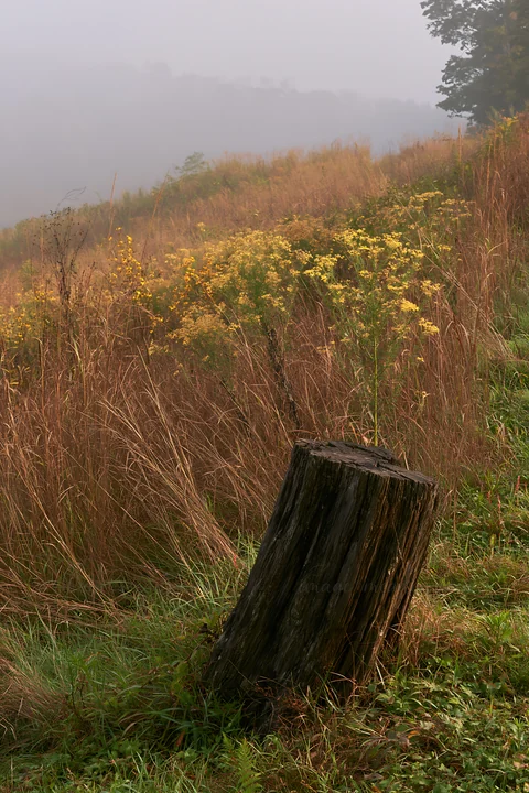 A weathered stump stands in a meadow in Fukushima, surrounded by tall grass and yellow flowers. The foggy atmosphere adds a soft look to the landscape.