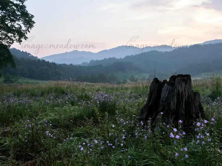 A weathered stump stands in a meadow filled with purple flowers in Fukushima. Mountains rise in the background under a cloudy sky during sunset.