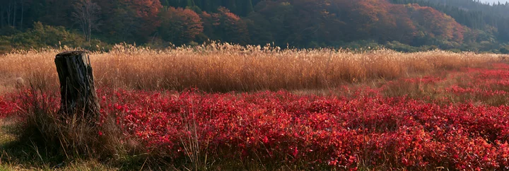 A weathered stump stands in a meadow filled with red plants and tall grass in Fukushima. The area features a backdrop of colorful trees and rolling hills.