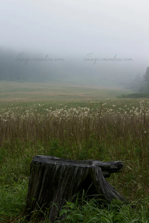 A weathered stump sits in a meadow in Fukushima, surrounded by tall grass and wildflowers. Mist covers the landscape, creating a soft focus effect on the distan