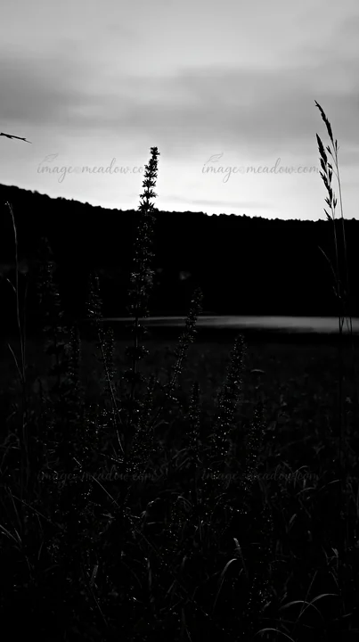 The scene shows a lakeside meadow in Germany with tall grass and plants silhouetted against the fading light. The mountains are visible in the background near t