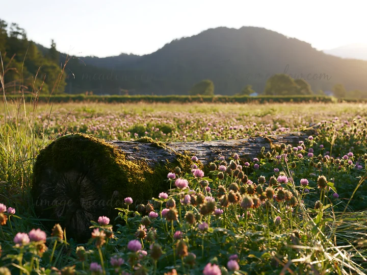 A moss-covered log lies on the ground surrounded by small purple flowers in a meadow in Gifu. The sun sets behind the mountains, creating warm light throughout