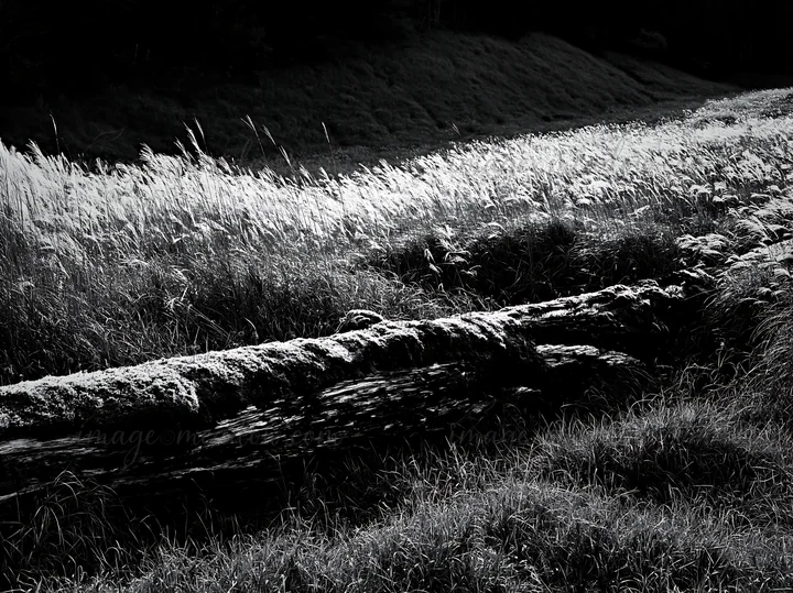 A mossy log lies in a field of tall grass in Gifu during daytime. The scene showcases natural elements in a low carbon meadow, highlighting the texture of the g