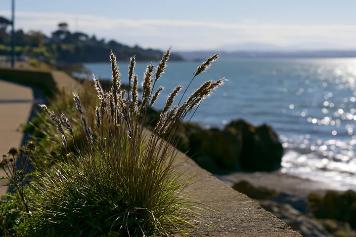 Grass grows along a protective sea wall at the coastline.
