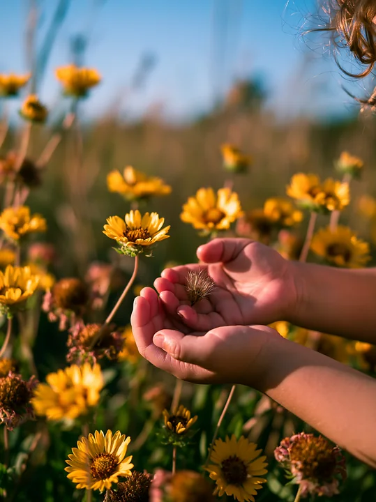 Hands gently hold a dried flower seed head among golden prairie flowers beneath a bright blue summer sky.
