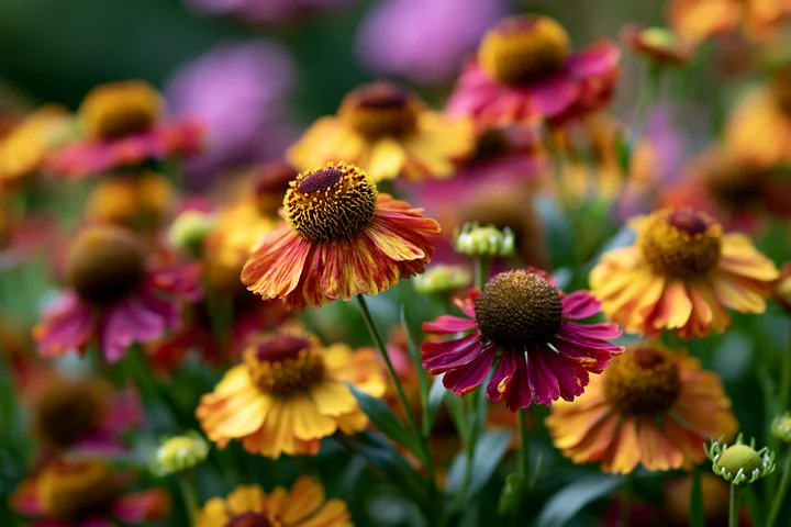 Helenium flowers in border display vibrant colors, blooming under sunlight in a garden.