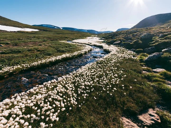 A view of a meadow with a natural watercourse running through it. Cotton grass grows along the water's edge. The scene is set in bright daylight with mountains