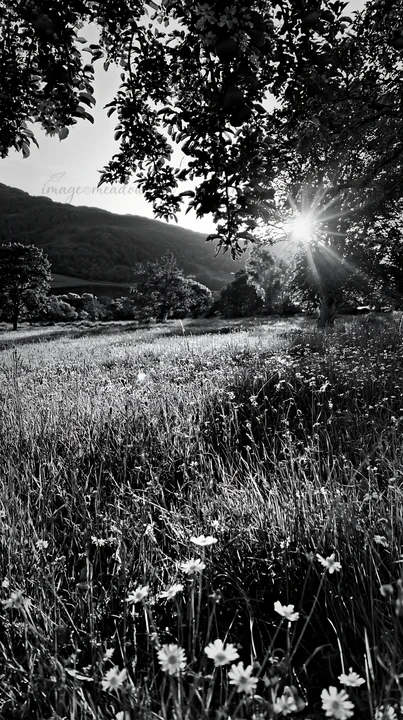 Bright sunlight shines through trees in a highland apple meadow. Grass and wildflowers grow in the field. The scene captures a serene day with a natural landsca