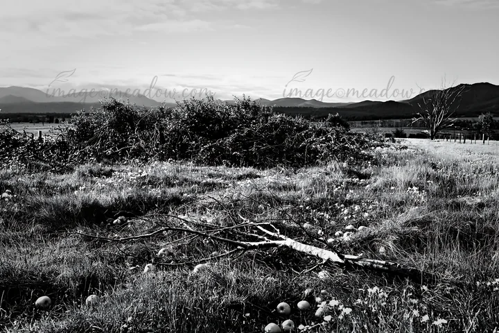 A highland apple meadow shows fallen branches and scattered apple remnants on the ground. The area features a hilly backdrop with sparse vegetation and distant