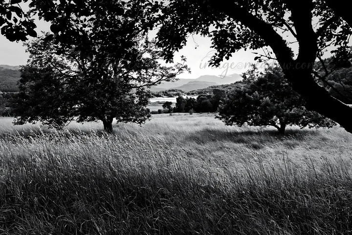 A black and white view of a highland apple meadow features trees and tall grass. The landscape includes distant mountains under a bright sky, creating a natural