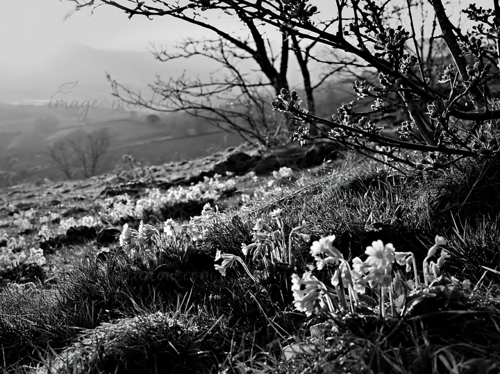 A hillside apple meadow features small flowers growing among grassy areas, with bare trees in the background. The scene is captured in black and white during da