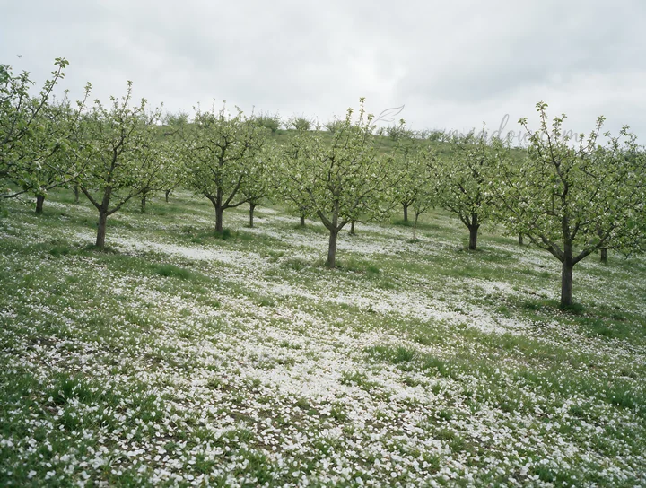 A hillside apple meadow features rows of apple trees in bloom, surrounded by white petals covering the ground. Overcast skies loom above, indicating spring weat