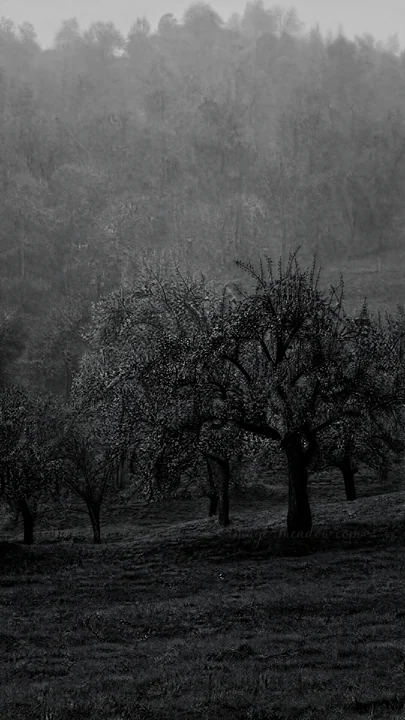 Apple trees grow on a hillside meadow with green grass. The scene has a misty atmosphere, showing a soft and muted landscape with some distant trees. Presented