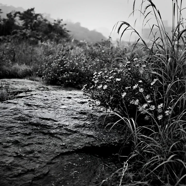 In Hiroshima, a smooth rock lies in the foreground of a rainy meadow filled with grass and flowers. The overcast sky adds a muted light to the scene. Presented