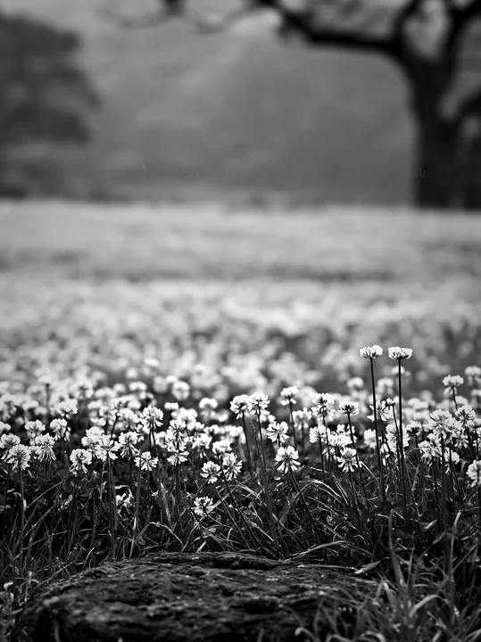 A smooth rock is in the foreground, surrounded by white flowers and green grass. The scene is set in a meadow in Hiroshima on a rainy day, with a hazy backgroun