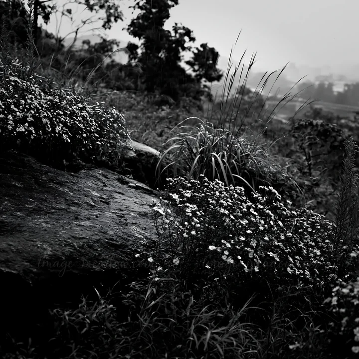 Rain falls on a meadow in Hiroshima, highlighting smooth rocks surrounded by grass and small flowers. The scene captures a natural landscape with wet vegetation