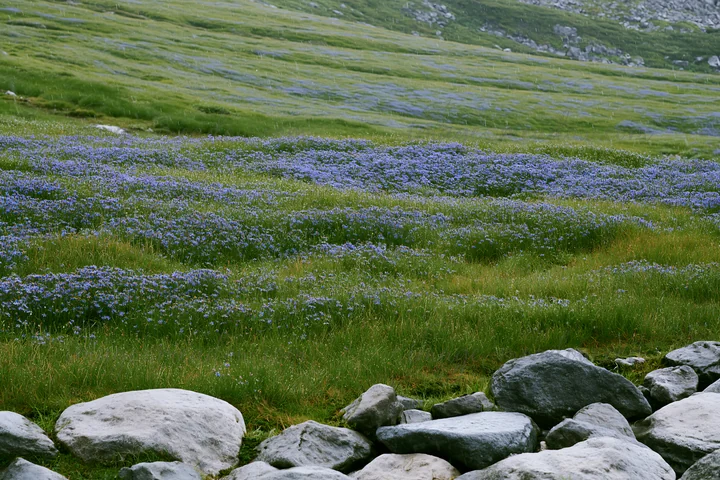 A meadow in Hiroshima features vibrant flowers and smooth rocks in the foreground, with rain enhancing the natural beauty of the scene. The area shows green gra