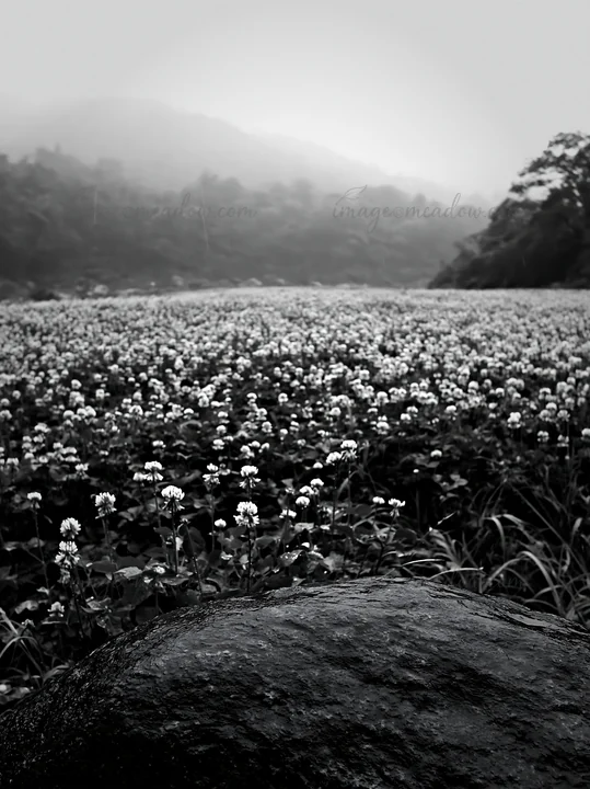A view of a rainy meadow in Hiroshima with a smooth rock in the foreground. The field is covered with white flowers. The background shows misty hills and dense