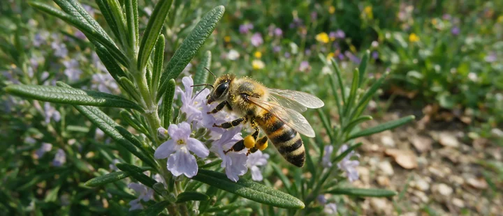 Honey bee collecting pollen from a purple rosemary flower among green leaves in a sunlit garden.