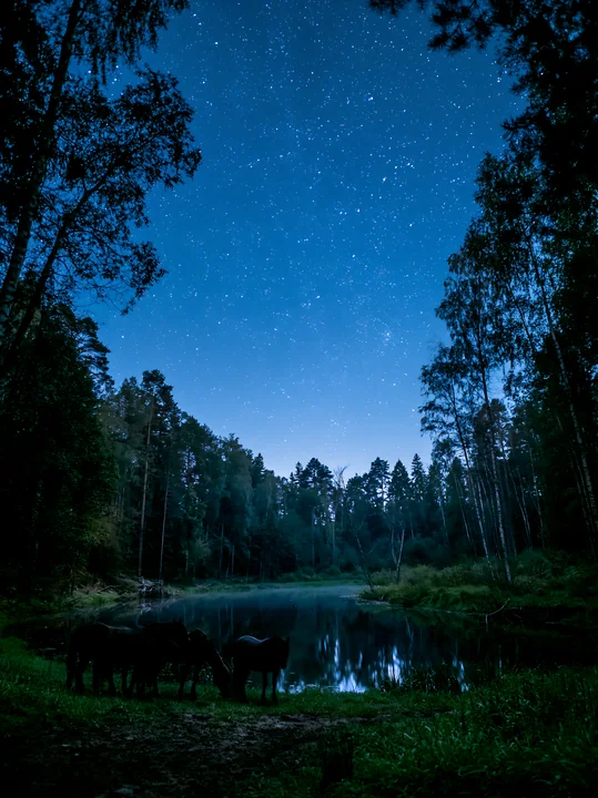 Horses are standing near a calm lake under a starry sky.