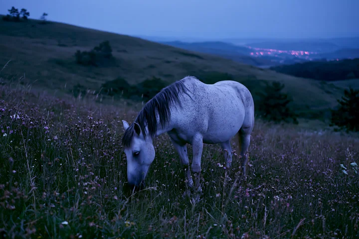 Horses grazing under a summer night sky are seen in a grassy field with hills in the background.