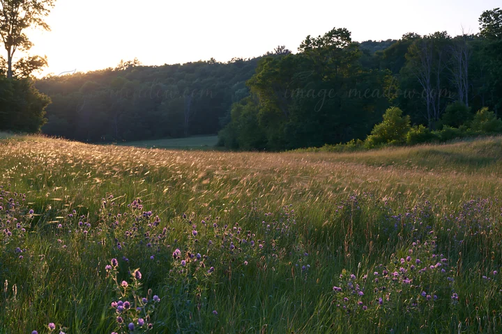 A meadow filled with wildflowers stretches along a wooded valley in Hungary. The sun sets in the background, illuminating the landscape and highlighting the vib