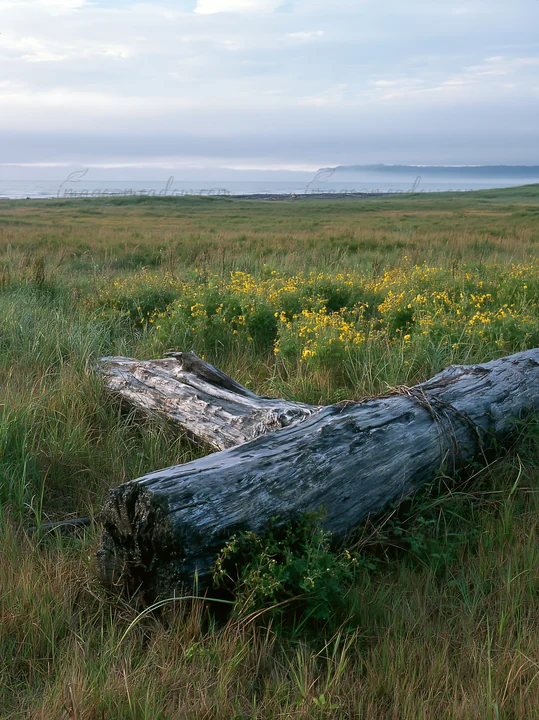 A large piece of driftwood lies on a grassy meadow, surrounded by wildflowers. The coastline is visible in the background under a cloudy sky.