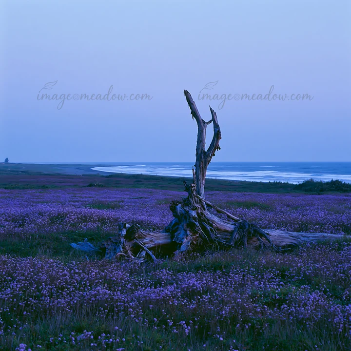 Driftwood stands in a coastal meadow filled with purple flowers under a clear sky. The photo captures a tranquil evening scene by the sea in Ishikawa.