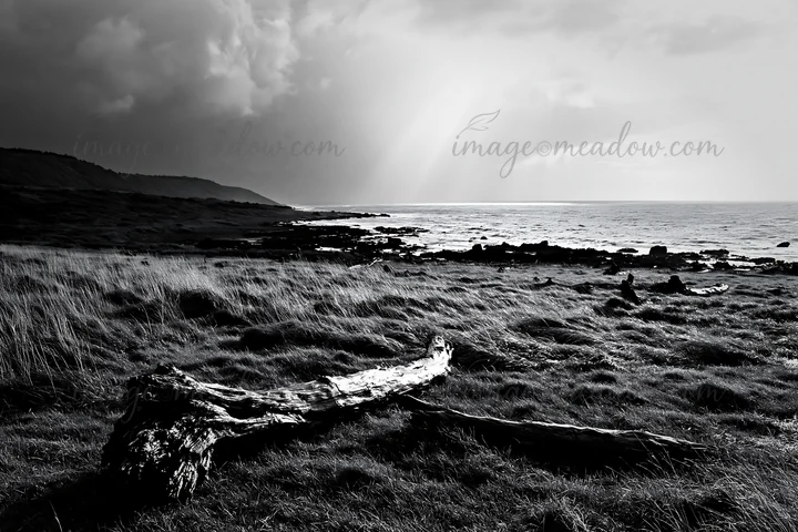 Driftwood lies on a coastal meadow in Ishikawa. The landscape shows the impact of a recent storm. Dark clouds hover over the sea, adding to the atmosphere of th