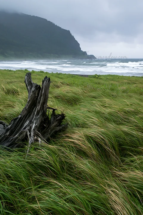 Driftwood lies in the foreground of a coastal meadow in Ishikawa. Waves crash in the background under a cloudy sky. Tall grass sways in the wind, capturing the