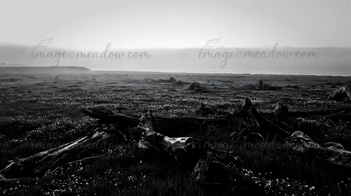 Driftwood lies on the grassy Ishikawa coastal meadow as the sun sets, creating a natural scene. The area features fog and a serene atmosphere with visible cloud