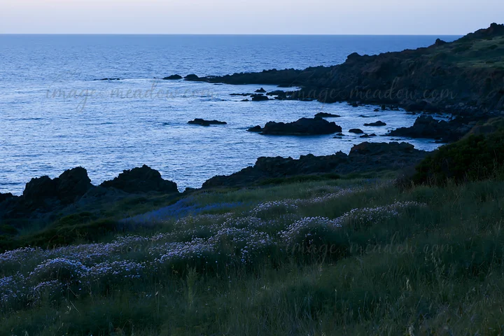 A view of an Italian meadow along a rocky coast during dusk. The shoreline features dark rocks, and the grass is dotted with white flowers. The ocean extends in