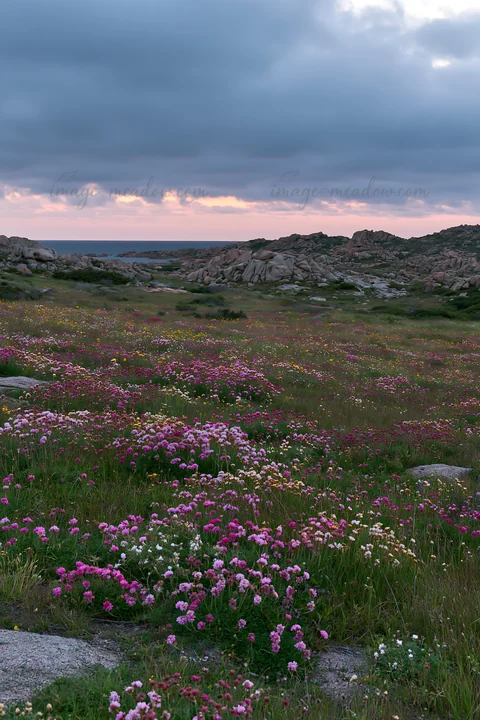 Wildflowers bloom across a meadow near the rocky coast in Italy. The sky shows soft colors as the sun sets, creating a pleasant view over the landscape.