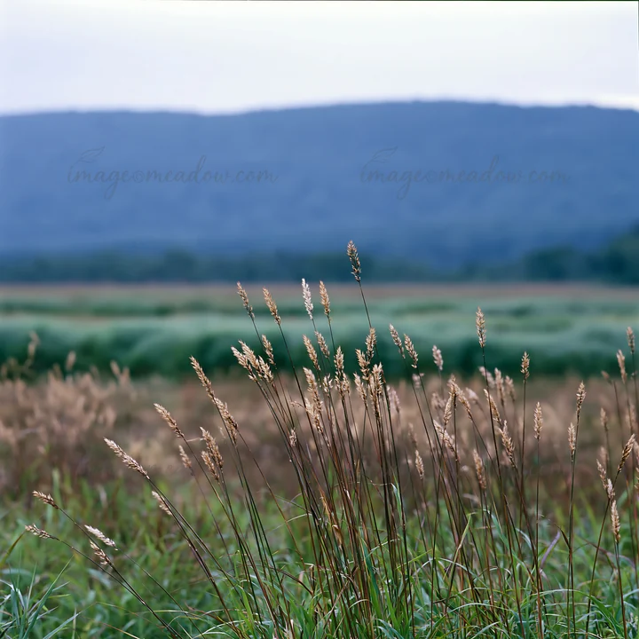 Seedheads stand tall in a meadow after rain in Iwate. The lush green grass stretches across the landscape with rolling hills in the background.