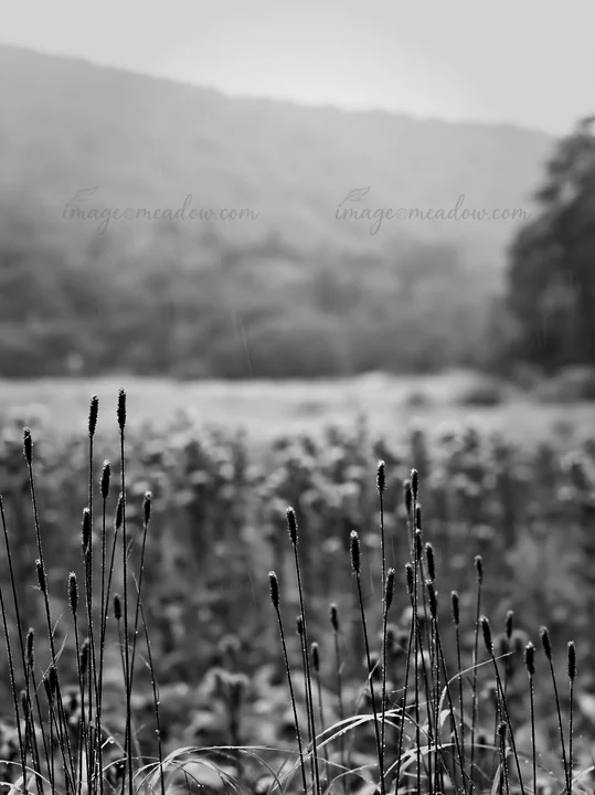 Rain falls on a meadow in Iwate, showcasing tall seedheads at the forefront. Purple flowers are visible in the background, adding color to the scene. Presented