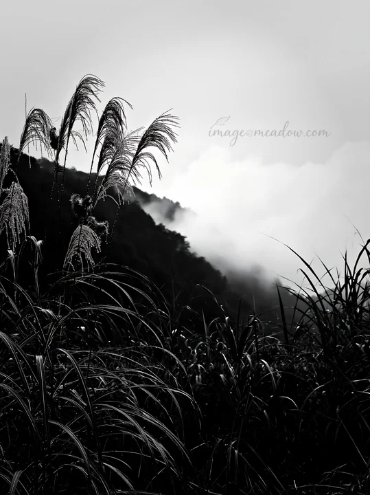 Tall seedheads stand in a meadow during rain in Iwate. Mist surrounds the hills in the background, creating a soft focus. Presented as a premium high-contrast m