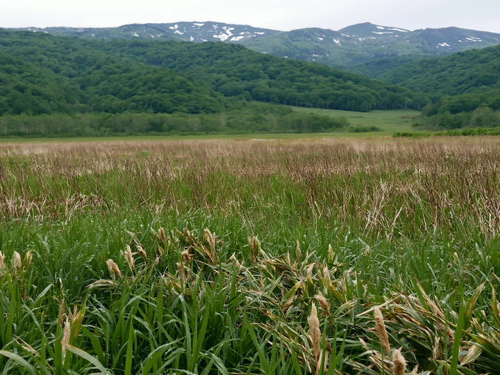 A lush meadow in Iwate after rain, with tall seedheads in the foreground. A forested hillside and distant mountains provide a natural backdrop, capturing the es