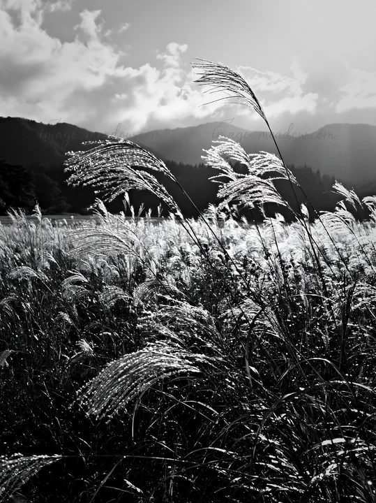 A meadow in Iwate shows seedheads glistening after rain. The sunlight creates highlights on the grass while mountains provide a backdrop. Cloud patterns fill th