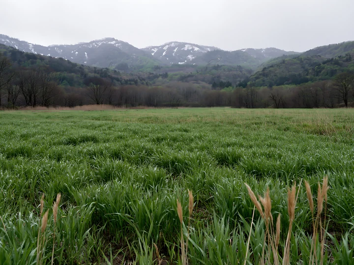 Meadow in Iwate after rain shows green grass and seedheads in the foreground. Mountains in the background are partially covered with snow. The scene is cloudy a