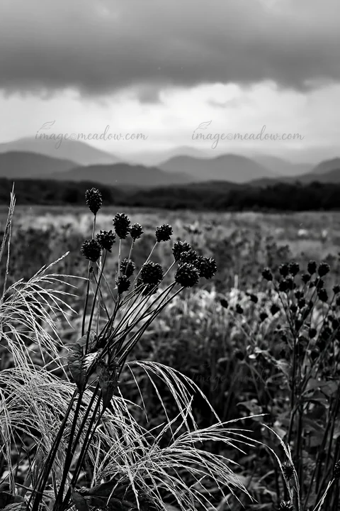 Rain has refreshed the meadow in Iwate. Seedheads stand in the foreground with mountains visible in the background. Clouds cover the sky, hinting at recent weat