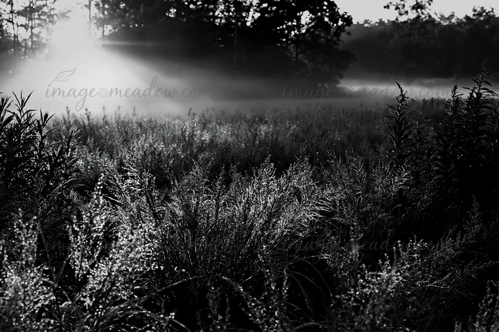 Meadow in Iwate features seedheads glistening after rain. Morning light shines through the mist, creating a soft atmosphere. The foreground shows natural growth