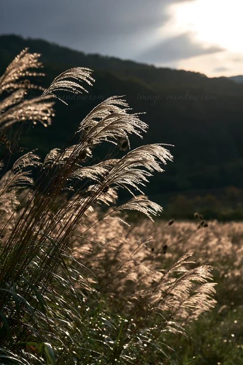 Meadow seedheads stand tall in Iwate after rain, glistening in sunlight. The landscape features rolling hills and a dramatic sky in the background.