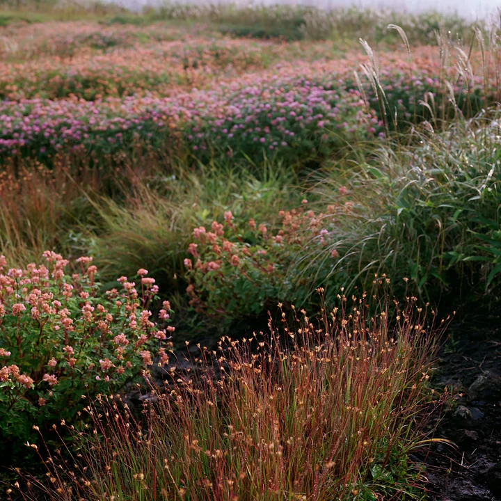 Grass and seedheads emerge in a meadow after rain in Iwate. Flowers and wild grasses cover the landscape, showcasing various plants in the foreground and backgr