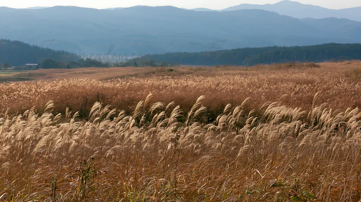 Meadow with seedheads stands in the foreground while rain has recently fallen. Mountains are visible in the background under a cloudy sky, creating a natural la