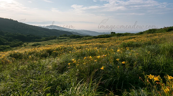 Moist meadow in Iwate shows seedheads in focus with yellow flowers scattered throughout. A distant mountain range and cloudy sky are visible in the background d