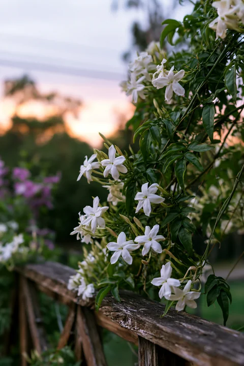 Jasmine flowers at dusk bloom along a wooden fence, creating a natural display.